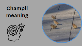 Champli meaning